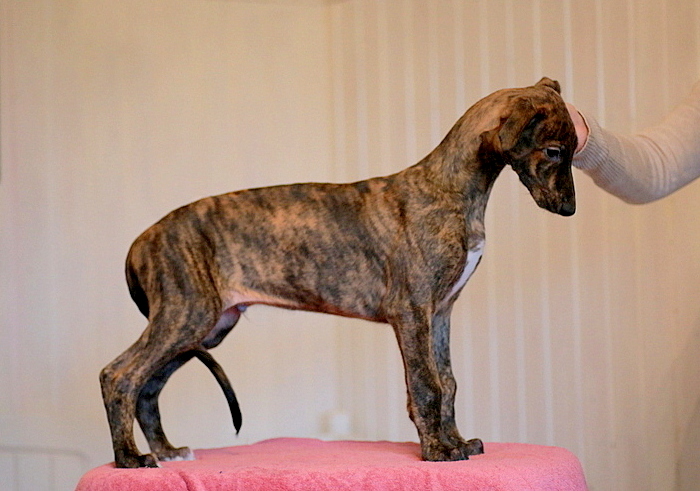 greyhound brindle puppy